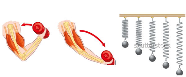Illustration showing how bicep muscles contract to lift a dumbbell.