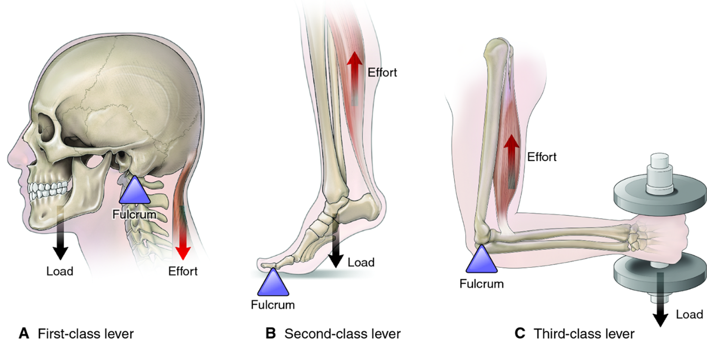 Diagram showing the three classes of levers as they appear in the human body.