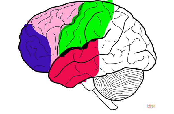 Neural connections in powerlifter’s brain