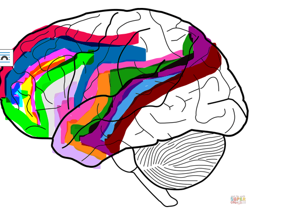 Neural connections in crossfitter’s brain