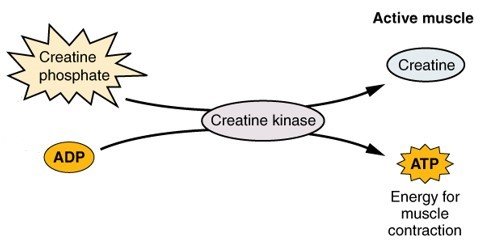 Short burst high intensity activity